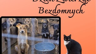 zdjęcie psów w klatce i kota oraz napis dzień zwierząt bezdomnych